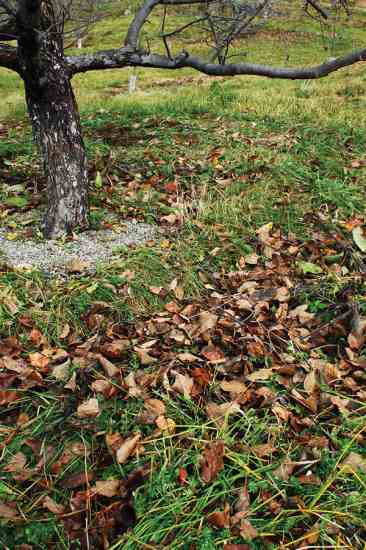 The fungal duff zone finds its heyday when it comes time to stir the biological stew each fall.
